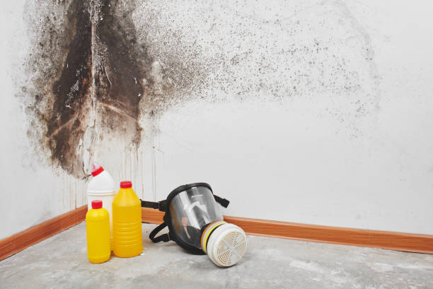 Best Health and Safety Mold Remediation in Arlington Heights, IL