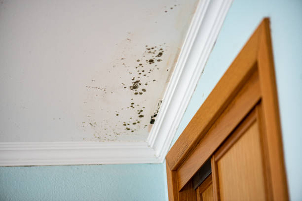 Best White Mold Remediation in Arlington Heights, IL