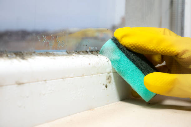 Best Kitchen Mold Remediation in Arlington Heights, IL